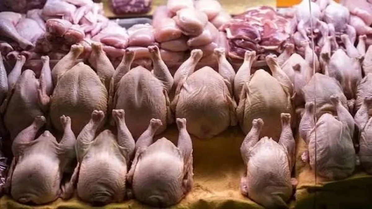 قیمت مرغ امروز شنبه ۲۵ مهر ۱۴۰۵؛ اختلاف ۳۷۵ هزار تومانی مرغ کامل و فیله! + جدول قیمت سینه و ران