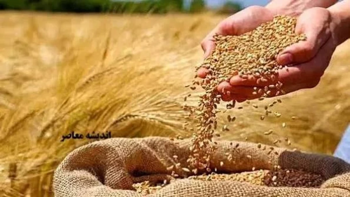 ۲۰ هزار میلیارد تومان پول گندمکاران هنوز پرداخت نشده؛ هشدار تازه مجلس به دولت | وعده واریز تا امروز ۶ آبان چه شد؟ + جدول
