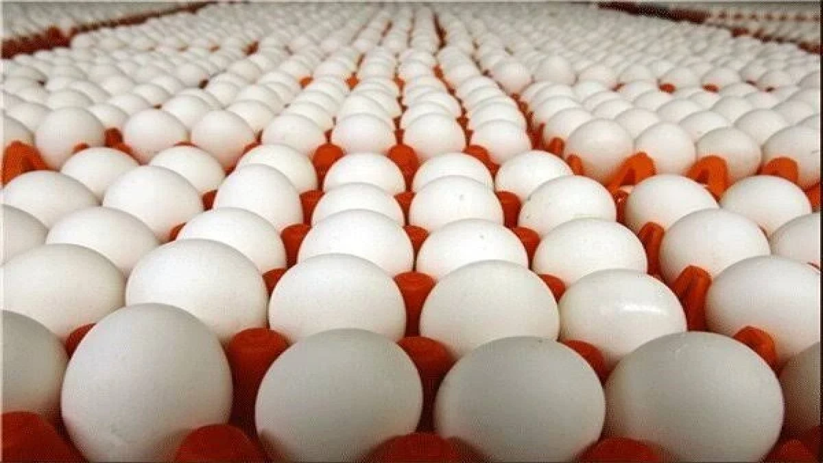 قیمت تخم مرغ امروز ۹ آبان ۱۴۰۵؛ هر شانه ۳۰ عددی چند تومان شد؟
